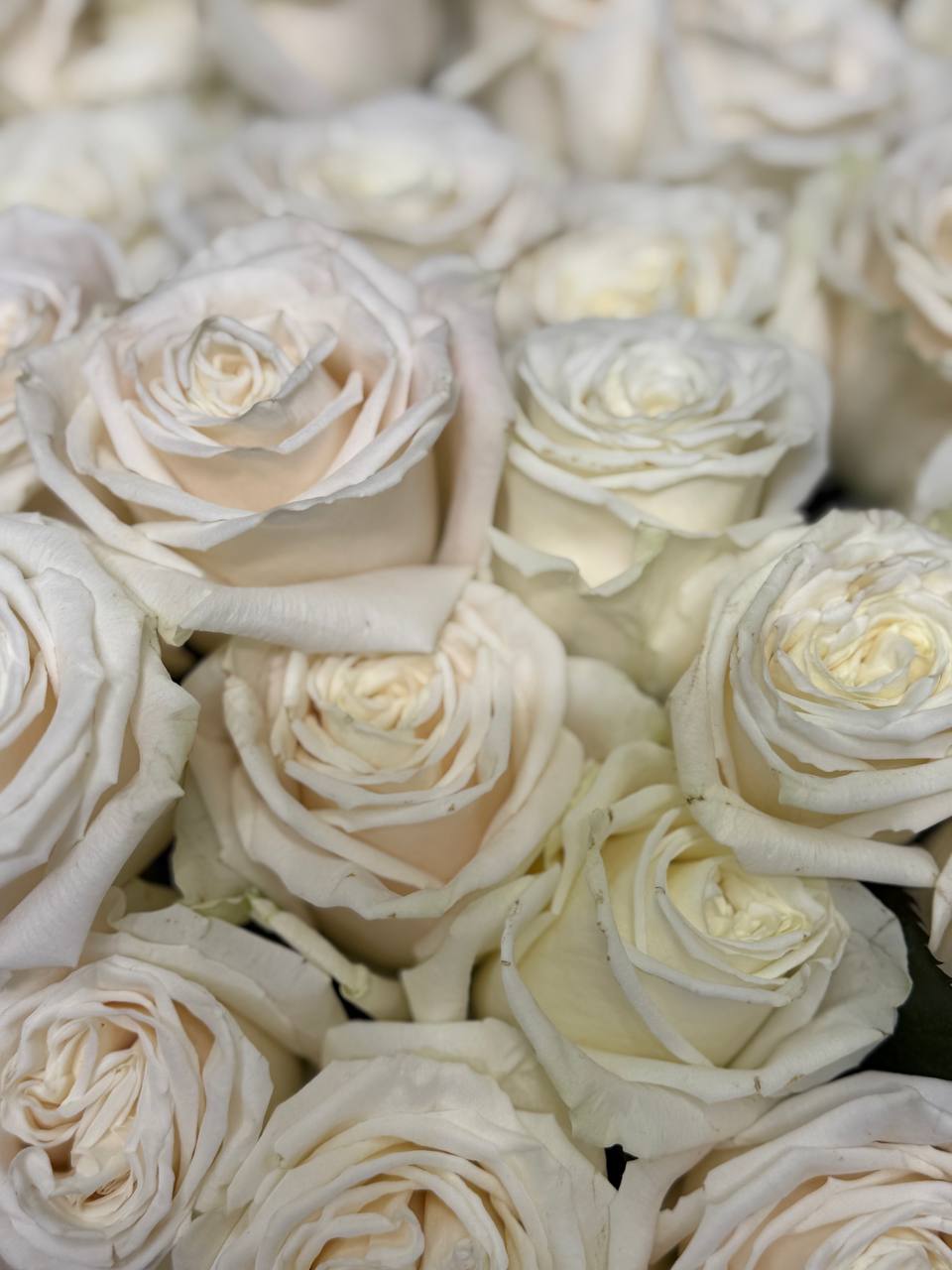 Роза белая классическая