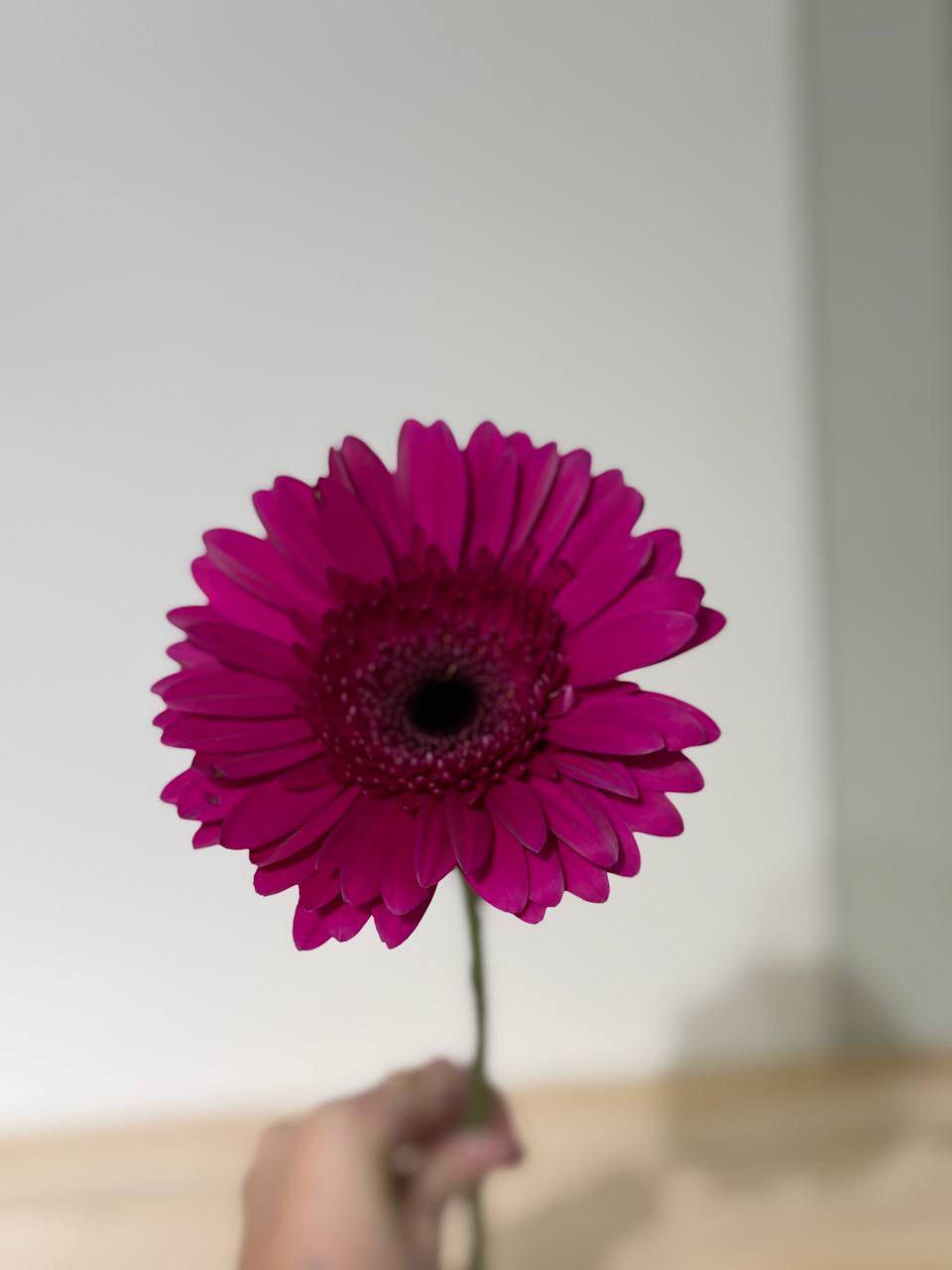 Гербера фуксия